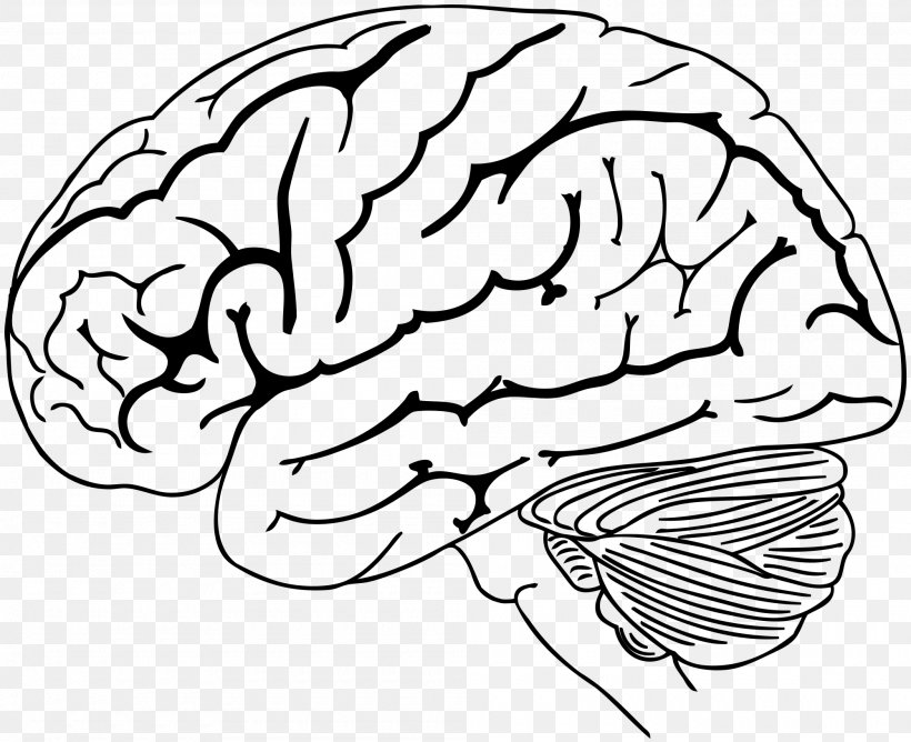 Human Brain Drawing Brainstem, PNG, 2000x1630px, Watercolor, Cartoon, Flower, Frame, Heart Download Free