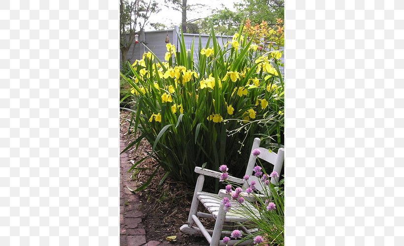 Iris Ensata Japanese Iris Iris Pseudacorus Bulb Hummingbird, PNG, 500x500px, Japanese Iris, Bulb, Flora, Flower, Flowering Plant Download Free