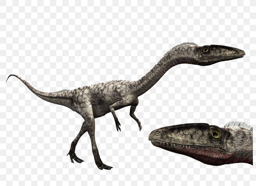 Velociraptor Coelophysis Giganotosaurus Dilophosaurus Spinosaurus, PNG, 800x597px, Velociraptor, Albertosaurus, Animal Figure, Carnivore, Coelophysis Download Free
