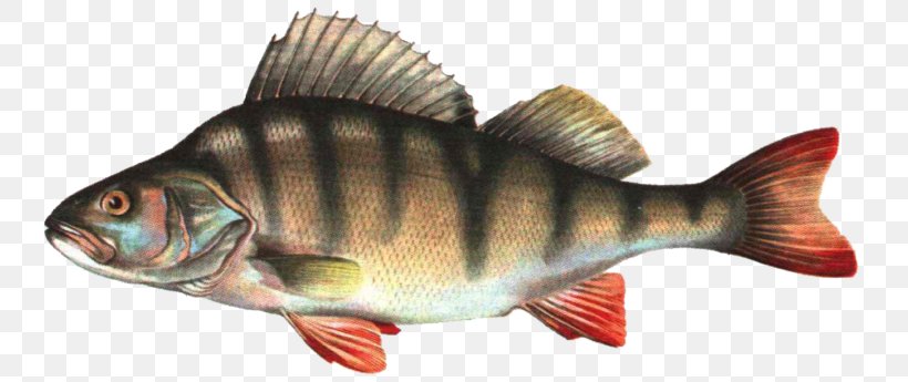 European Perch Fish Clip Art, PNG, 768x345px, European Perch, Angling, Animal Figure, Bass Fishing, Bony Fish Download Free