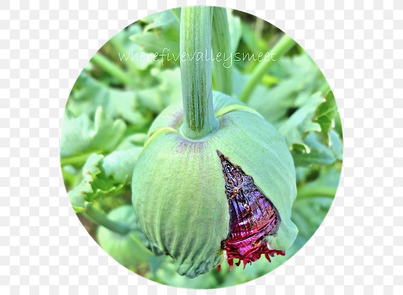 Herb, PNG, 600x600px, Herb, Plant Download Free