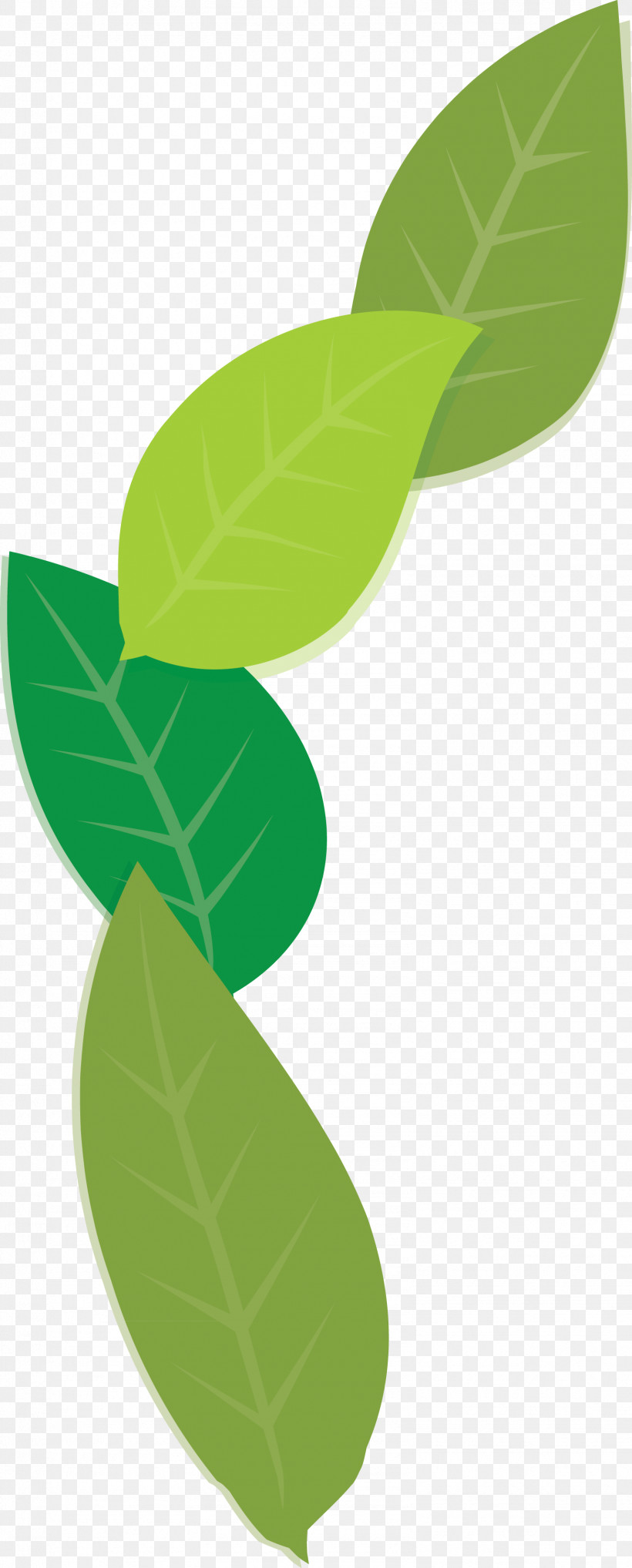Leaf Plant Stem Green Meter Plants, PNG, 1583x3930px, Leaf, Biology, Green, Meter, Plant Stem Download Free