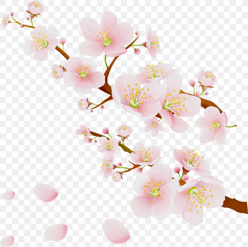 Watercolor Floral Background, PNG, 2900x2887px, Watercolor, Blossom, Branch, Cherries, Cherry Blossom Download Free