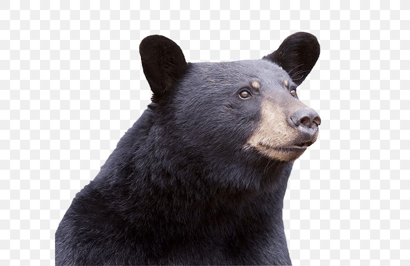 American Black Bear Sequoia National Park Giant Panda Colorado, PNG, 600x533px, American Black Bear, Bear, Bear Attack, Bear Hunting, Bird Food Download Free
