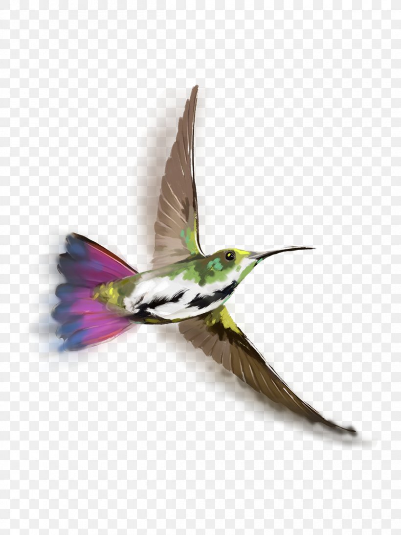 Bird PicsArt Photo Studio Image Editing, PNG, 1200x1600px, Bird, Beak, Editing, Fauna, Feather Download Free