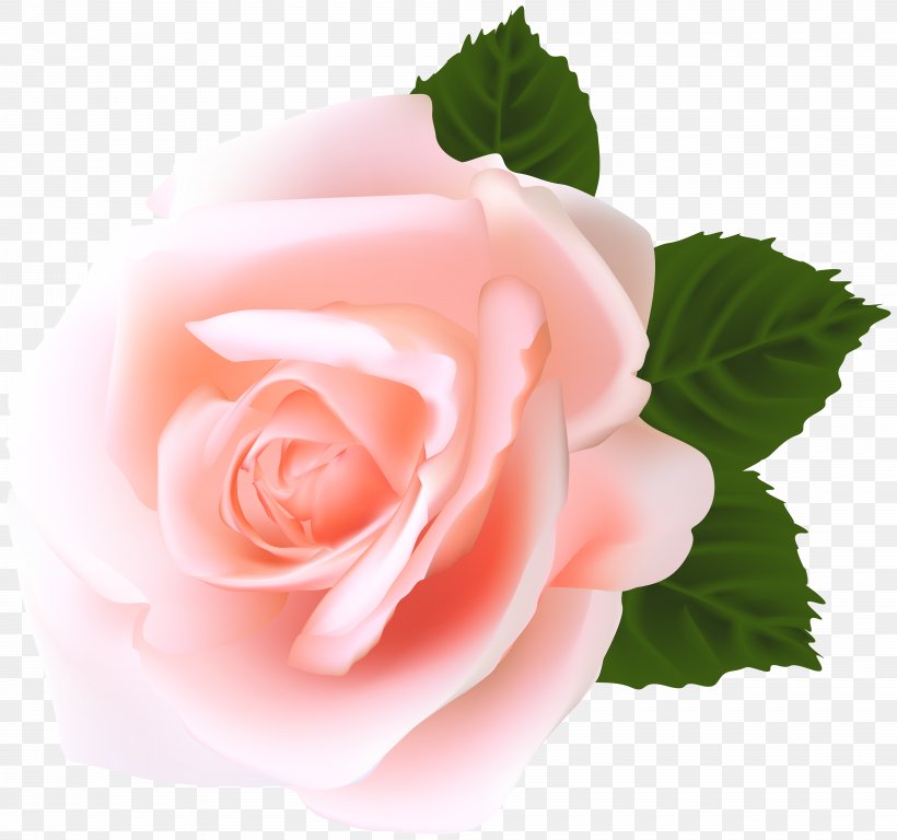 Clip Art Rose Image Pink, PNG, 8000x7496px, Rose, Cut Flowers, Floribunda, Flower, Flowering Plant Download Free