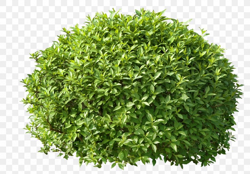 Hedge Trimmer Pruning Shrub Treelet, PNG, 1691x1176px, Hedge, Arborvitae, Cedar, Garden, Gardener Download Free