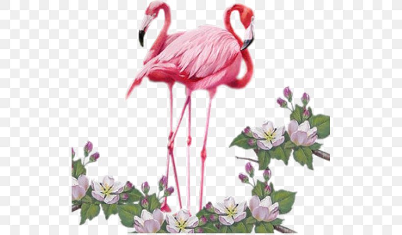 Bird Greater Flamingo Clip Art, PNG, 527x480px, Bird, Animaatio, Animal, Animation, Beak Download Free