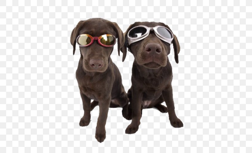 Doggles Laughing Dog Day Care Eyewear Goggles, PNG, 500x500px, Doggles, Carnivoran, Clothing, Companion Dog, Dog Download Free