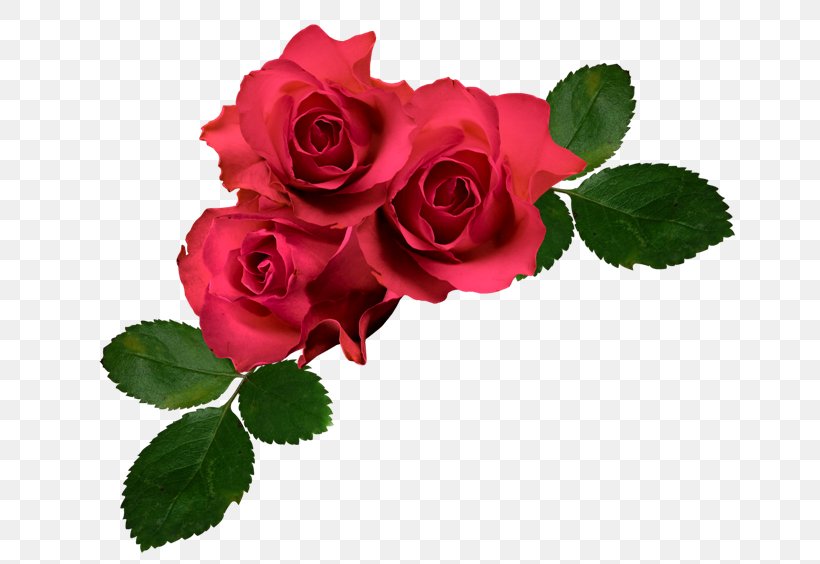 Garden Roses Cabbage Rose Floribunda French Rose, PNG, 650x564px, Garden Roses, Cabbage Rose, Color, Cut Flowers, Floral Design Download Free
