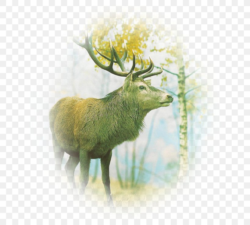 Reindeer Elk Antler Fauna Wildlife, PNG, 652x740px, Reindeer, Antler, Deer, Elk, Fauna Download Free