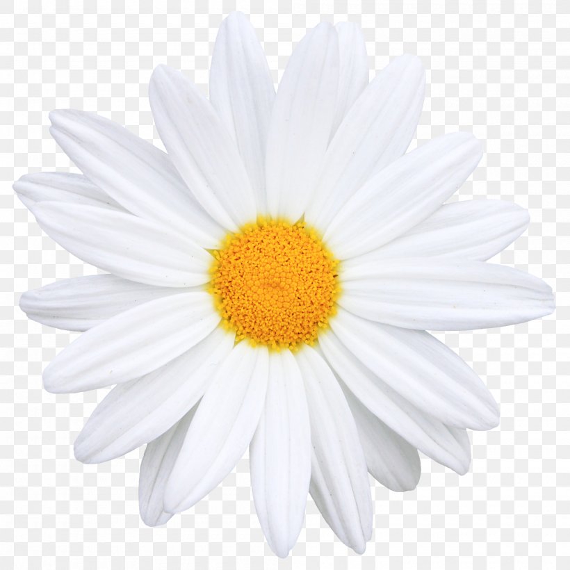 Flower Common Daisy Icon, PNG, 2000x2000px, Flower, Aster, Chamaemelum, Chamaemelum Nobile, Chrysanthemum Download Free