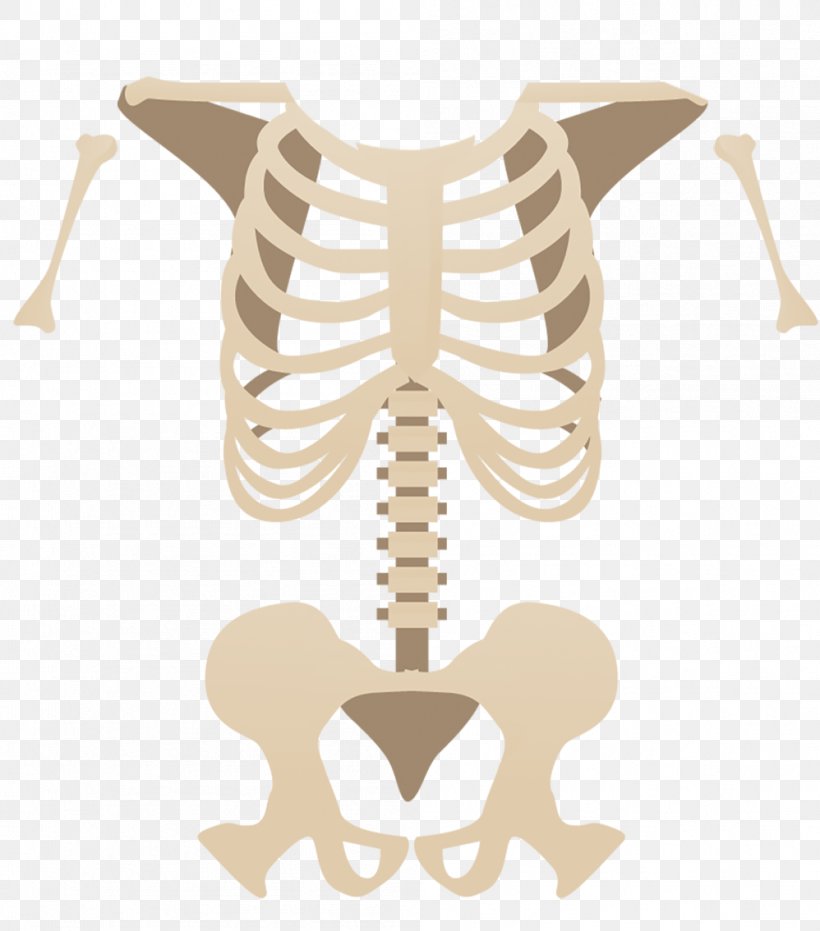 Alt Attribute Bone Skeleton Facebook, PNG, 998x1134px, Alt Attribute, Attribute, Barack Obama, Bone, Facebook Download Free