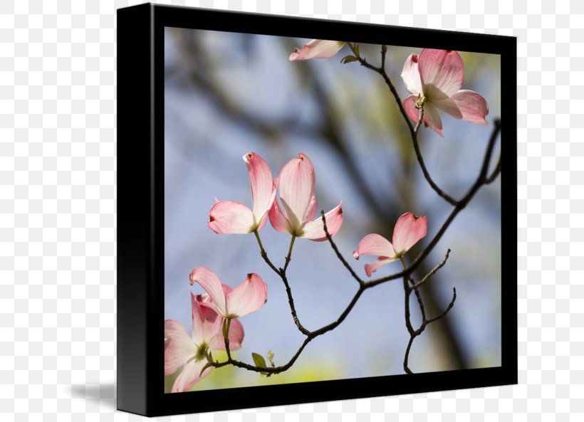 Cherry Blossom Spring Photography Picture Frames, PNG, 650x593px, Blossom, Branch, Cherry, Cherry Blossom, Family Download Free