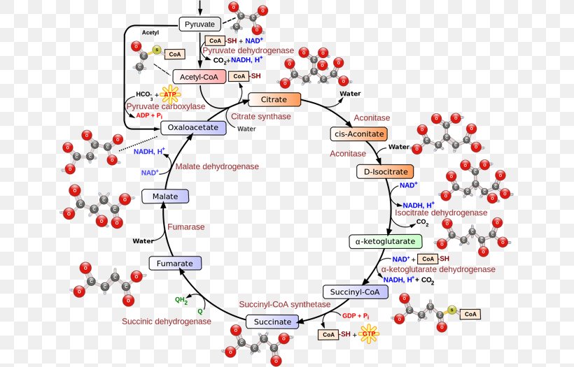 Citric Acid Cycle Cellular Respiration Biochemistry Adenosine Triphosphate, PNG, 649x525px, Citric Acid Cycle, Acid, Adenosine Triphosphate, Area, Atp Synthase Download Free