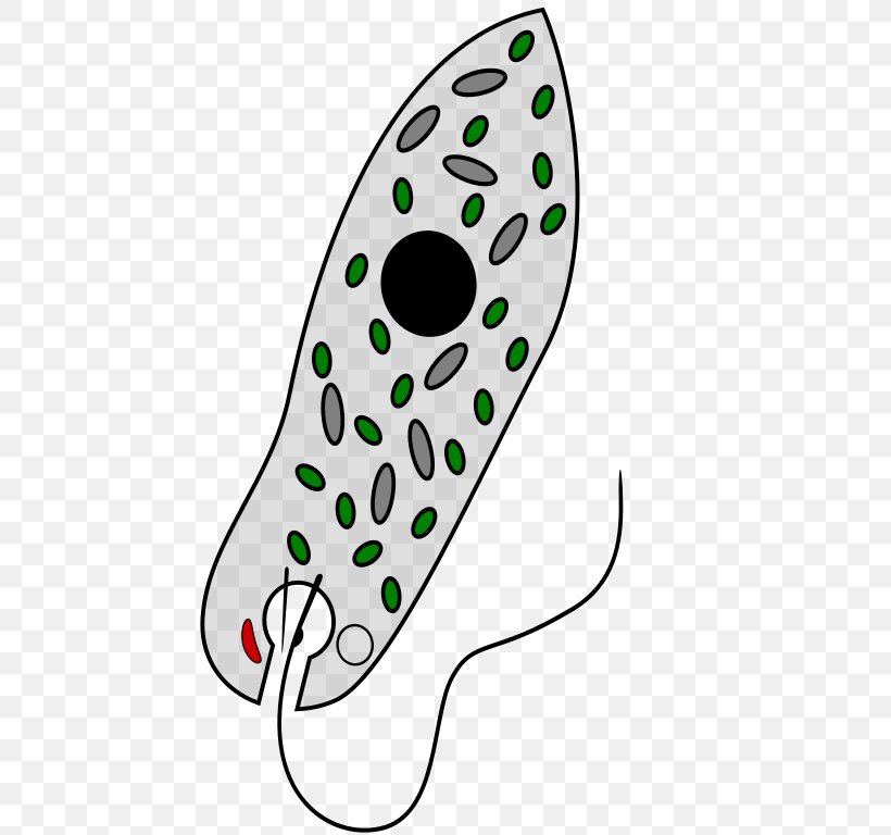Euglena Viridis Chloroplast Mixotroph Unicellular Organism Euglenozoa, PNG, 512x768px, Euglena Viridis, Algae, Artwork, Cell, Chloroplast Download Free