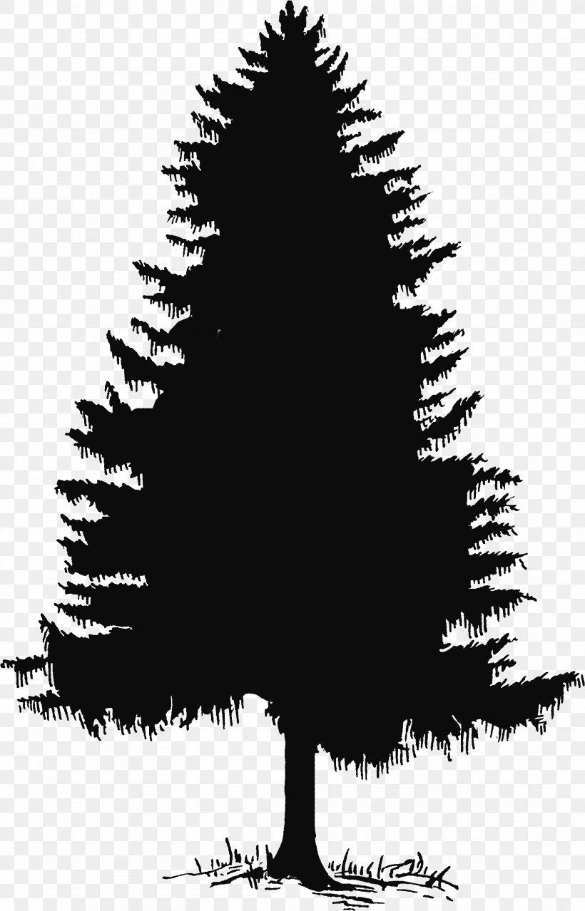 Evergreen Tree Pine Silhouette Clip Art, PNG, 1668x2601px, Evergreen, Black And White, Branch, Christmas Tree, Conifer Download Free