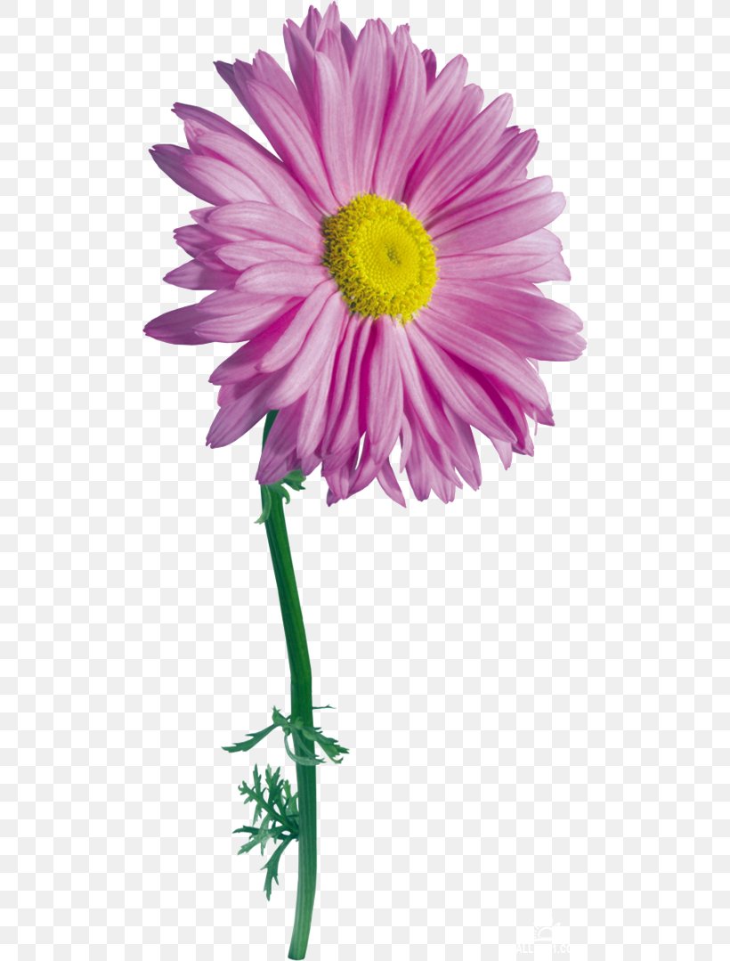 Flower Drawing Photography Clip Art, PNG, 500x1079px, Flower, Annual Plant, Aster, Chrysanths, Cut Flowers Download Free
