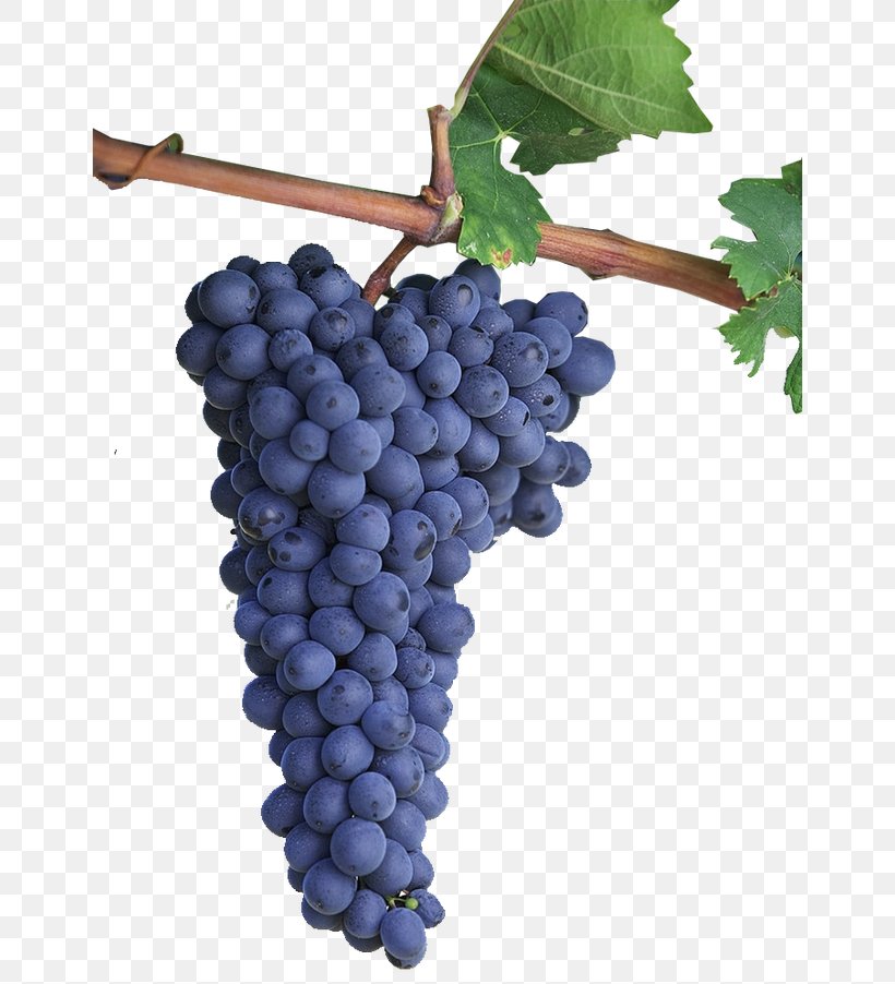 Friuli Red Wine Refosco Dal Peduncolo Rosso, PNG, 650x902px, Friuli, Cabernet Sauvignon, Colli Orientali Del Friuli, Flowering Plant, Food Download Free