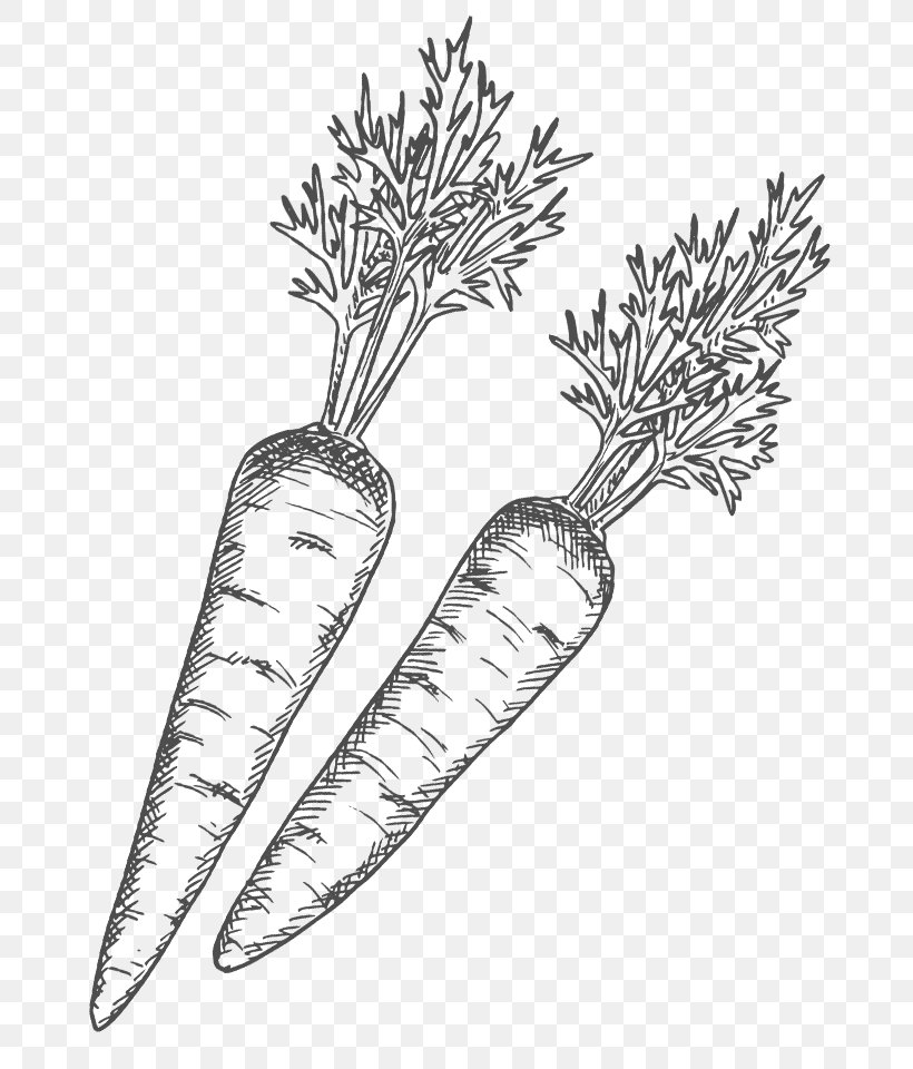 Line Art Drawing Image Shading Radish, PNG, 720x960px, Line Art, Art, Black And White, Branch, Carrot Download Free