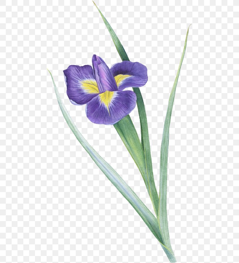 Northern Blue Flag Crocus Plant Stem Irises, PNG, 500x904px, Northern Blue Flag, Crocus, Flower, Flowering Plant, Iris Download Free