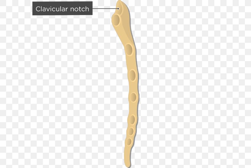 Sternum Clavicle Suprasternal Notch Human Body Bone, PNG, 660x550px, Watercolor, Cartoon, Flower, Frame, Heart Download Free