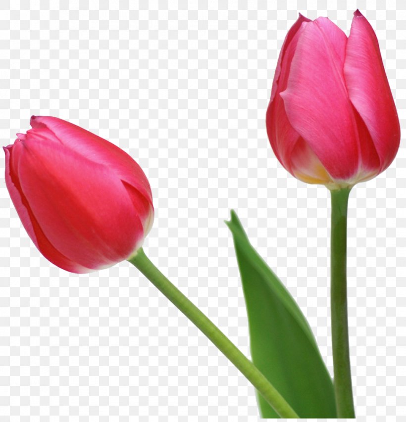 Tulip Flower, PNG, 969x1008px, Indira Gandhi Memorial Tulip Garden, Cut Flowers, Flower, Flower Bouquet, Flowering Plant Download Free