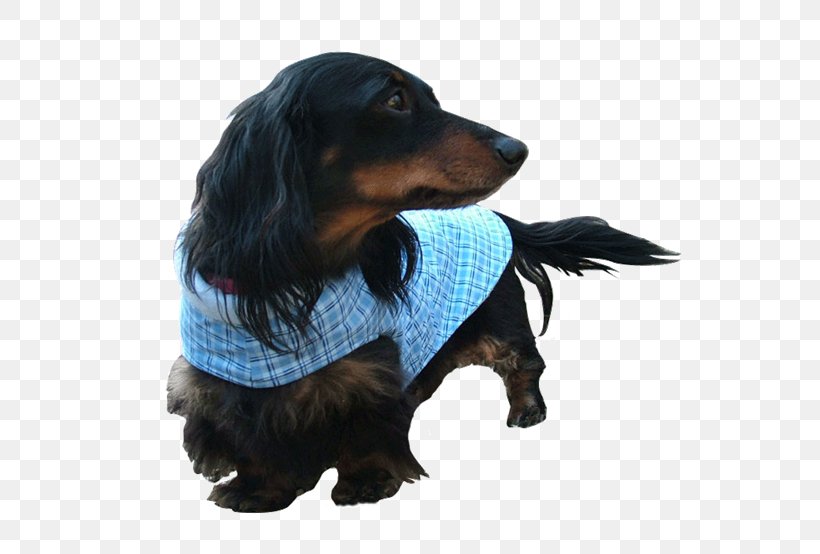 Dog Breed Boykin Spaniel Dachshund Puppy Companion Dog, PNG, 600x554px, Dog Breed, Boykin Spaniel, Breed, Carnivoran, Clothing Download Free