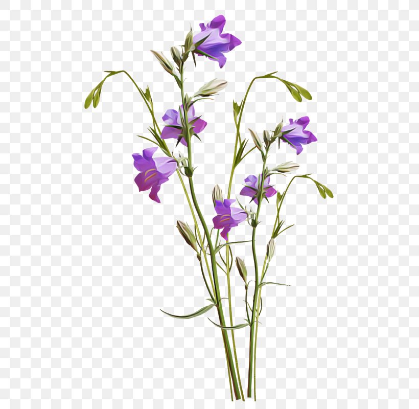 Flower Flowering Plant Plant Violet Bellflower, PNG, 519x800px, Flower, Balloon Flower, Bellflower, Bellflower Family, Cut Flowers Download Free