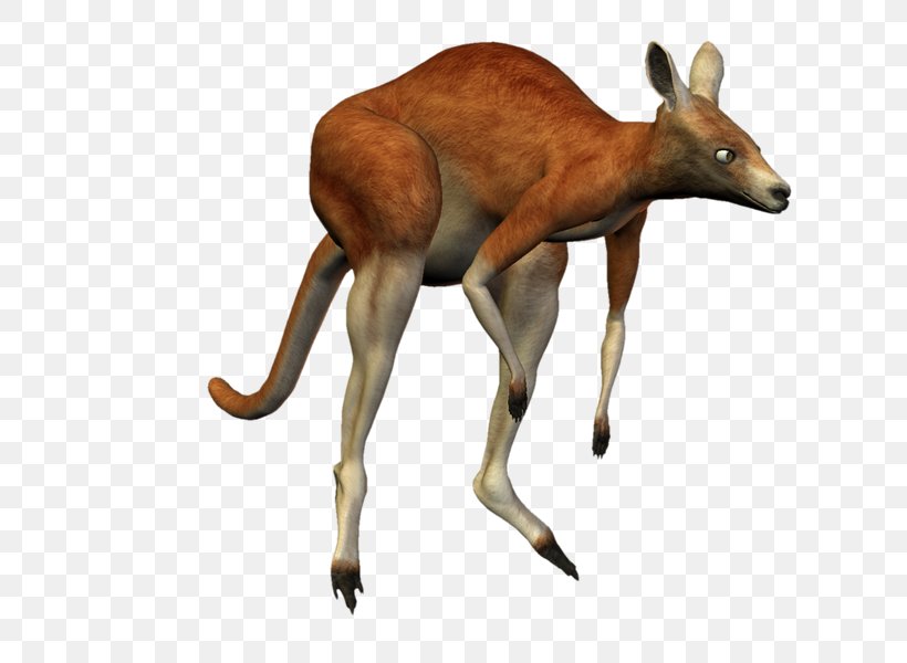 Kangaroo Deer Macropodidae Koala Antelope, PNG, 800x600px, Kangaroo, Animal, Animal Figure, Antelope, Antler Download Free