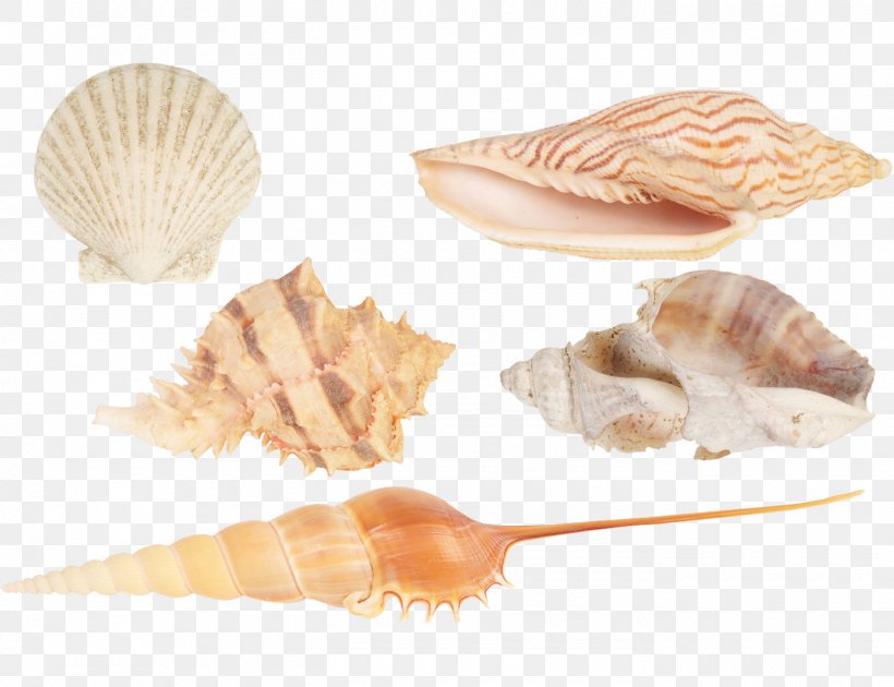 Seashell Cockle Conchology Shankha, PNG, 1400x1077px, Seashell, Cheque, Cockle, Conch, Conchology Download Free