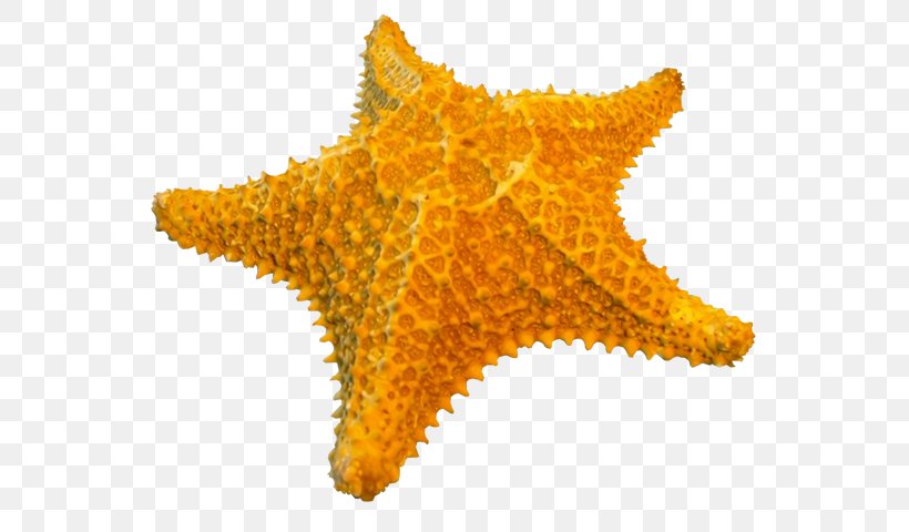 Starfish, PNG, 583x480px, Starfish, Animal, Echinoderm, Invertebrate, Marine Invertebrates Download Free