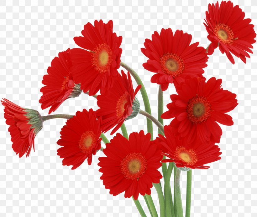 Transvaal Daisy Flower Desktop Wallpaper High-definition Television Red, PNG, 1200x1017px, Transvaal Daisy, Annual Plant, Carnation, Cut Flowers, Daisy Family Download Free