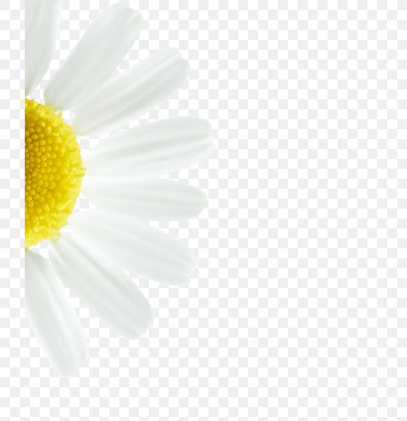 Common Daisy Oxeye Daisy Transvaal Daisy Petal Close-up, PNG, 720x848px, Common Daisy, Closeup, Daisy, Daisy Family, Flower Download Free