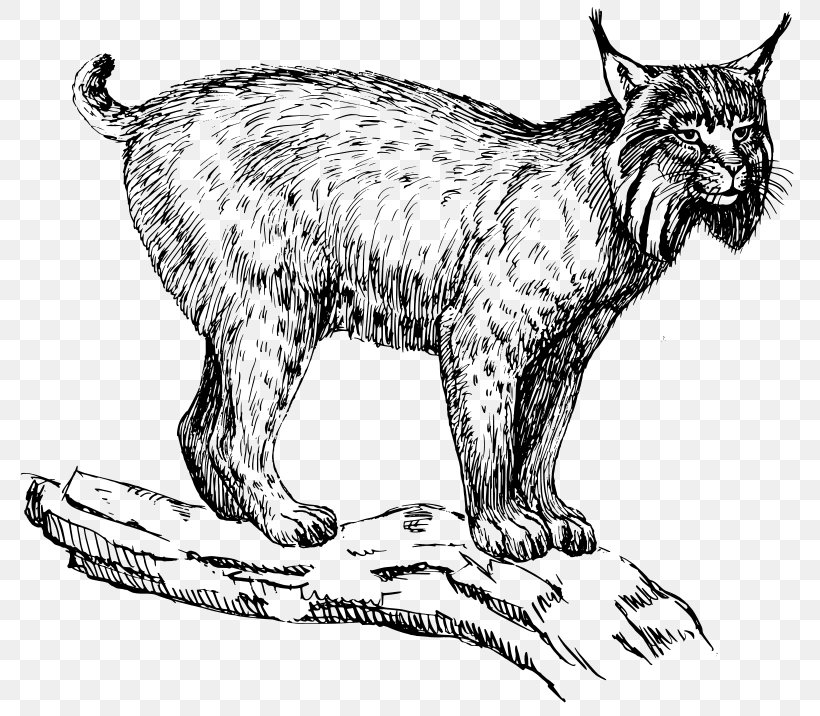 Eurasian Lynx Wildcat Felidae Clip Art, PNG, 800x716px, Eurasian Lynx, Artwork, Big Cats, Black And White, Bobcat Download Free