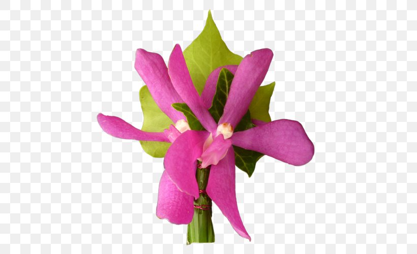 Cattleya Orchids Cut Flowers Plant Stem Herbaceous Plant, PNG, 500x500px, Cattleya Orchids, Cattleya, Cut Flowers, Flora, Flower Download Free
