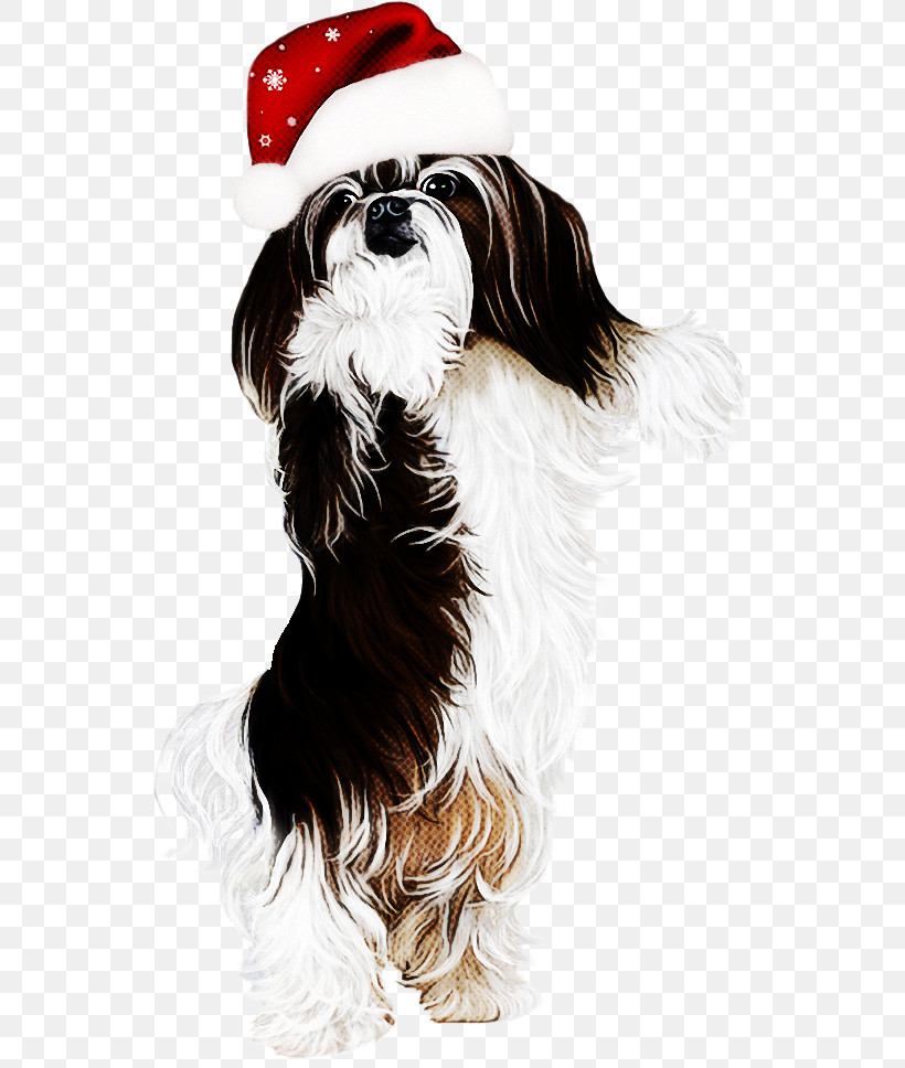 Dog Companion Dog Shih Tzu Tibetan Terrier Rare Breed (dog), PNG, 544x968px, Dog, Companion Dog, Havanese, Liver, Long Hair Download Free