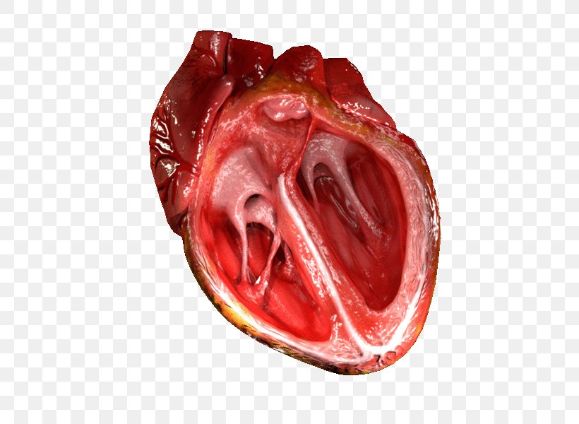 Heart Valve Ventricle Human Body Blood Vessel, PNG, 800x600px, Watercolor, Cartoon, Flower, Frame, Heart Download Free