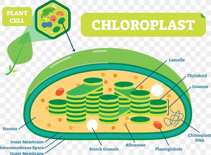 Plant Structure Plant Cell Chloroplast Plants Diagram, PNG, 1317x967px, Plant Cell, Biology, Botany, Cell, Chloroplast Download Free