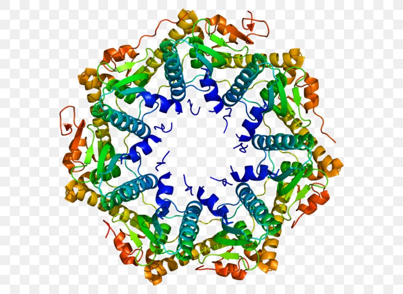 ATP-dependent Clp Protease Proteolytic Subunit Clp Protease Family Endopeptidase Clp Enzyme, PNG, 612x599px, Watercolor, Cartoon, Flower, Frame, Heart Download Free