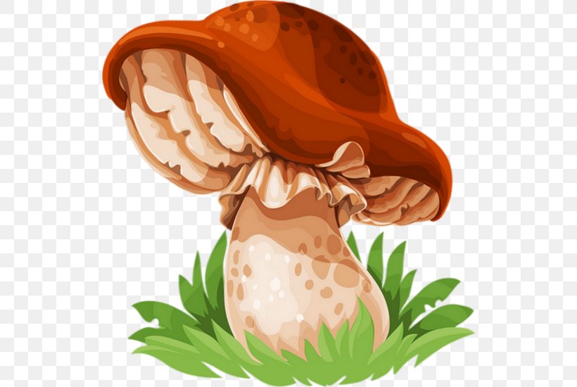 Edible Mushroom Drawing Mushroom Festival Fungus, PNG, 530x550px, Mushroom, Cartoon, Common Mushroom, Drawing, Edible Mushroom Download Free