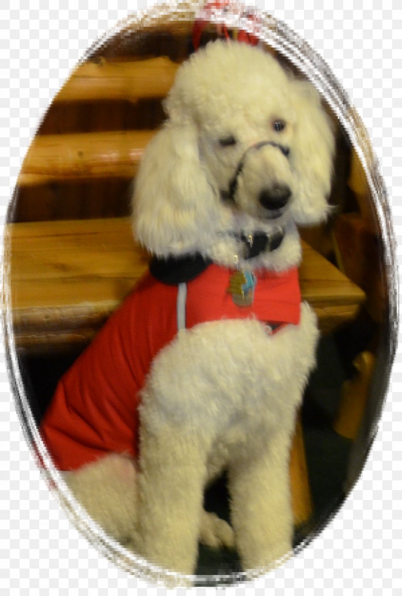 Standard Poodle Miniature Poodle Puppy Dog Breed, PNG, 1529x2269px, Standard Poodle, Breed, Carnivoran, Companion Dog, Crossbreed Download Free