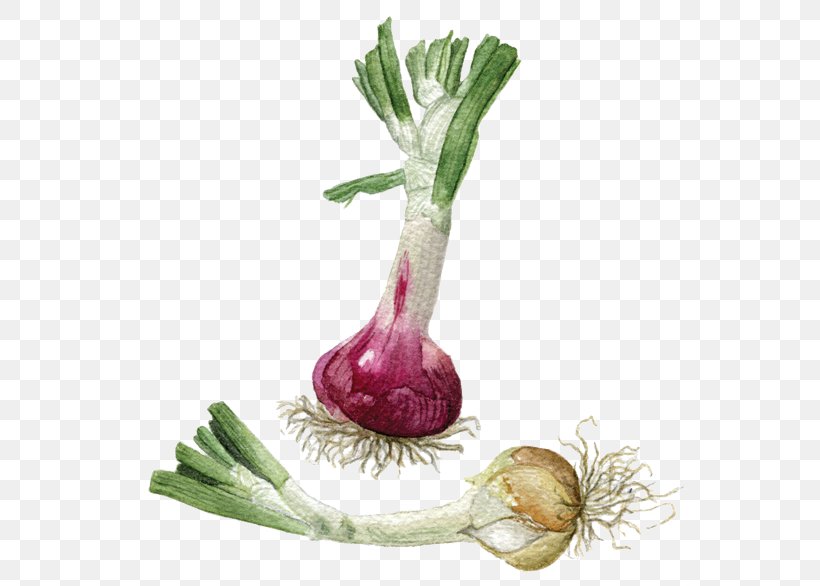 Turnip Radish Onion Beetroot, PNG, 560x586px, Turnip, Beetroot, Food, Onion, Plant Download Free