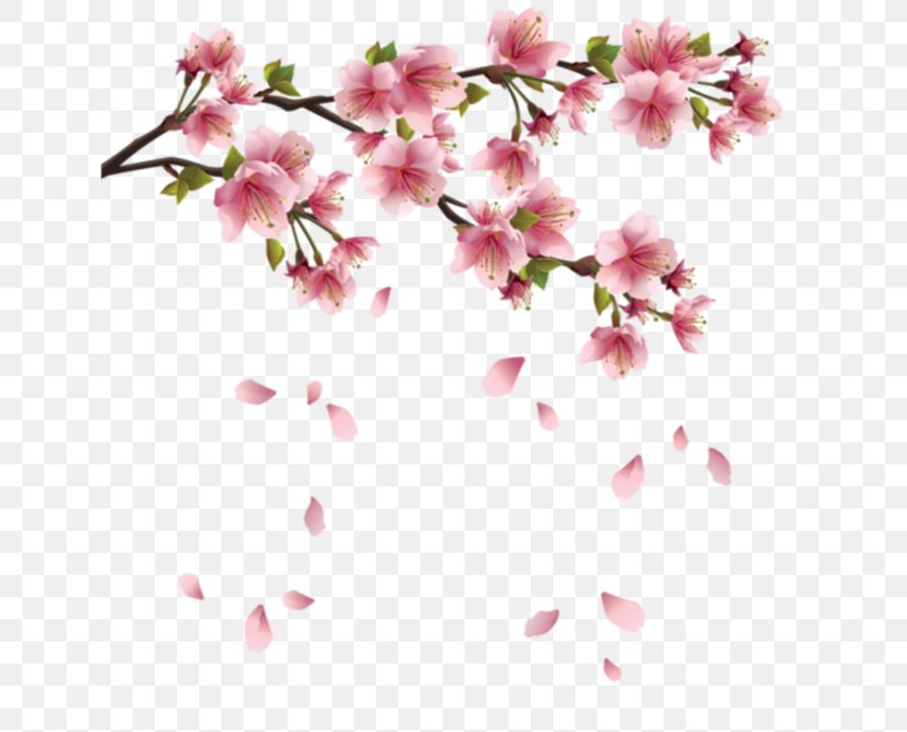 Cherry Blossom Japan, PNG, 640x662px, Cherry Blossom, Azalea, Blossom, Branch, Cherry Download Free