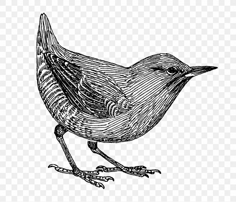 Common Blackbird Drawing Beak Clip Art, PNG, 1850x1583px, Bird, Beak, Bird Flight, Bird Nest, Black And White Download Free
