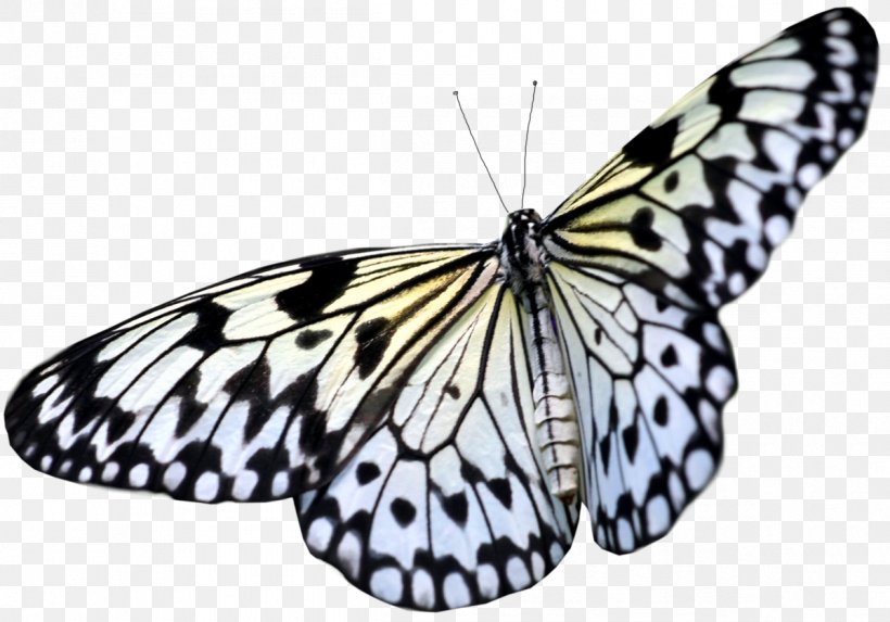 Greta Oto Butterfly Light Reflection Wing, PNG, 1199x839px, Butterfly, Arthropod, Black And White, Brush Footed Butterfly, Butterflies And Moths Download Free