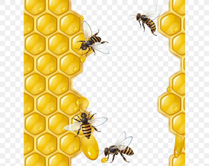 Honey Bee Honeycomb, PNG, 633x650px, Bee, Beehive, Corn On The Cob, Fruit, Honey Download Free