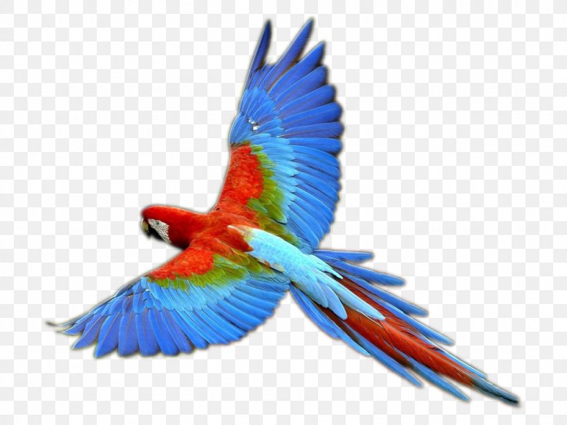 Bird Macaw Clip Art, PNG, 1024x768px, Bird, Beak, Common Pet Parakeet, Feather, Macaw Download Free