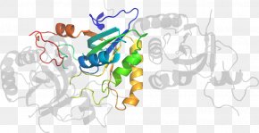 Methionine Synthase Reductase - Clip Art Illustration Graphic Design Organism Product PNG