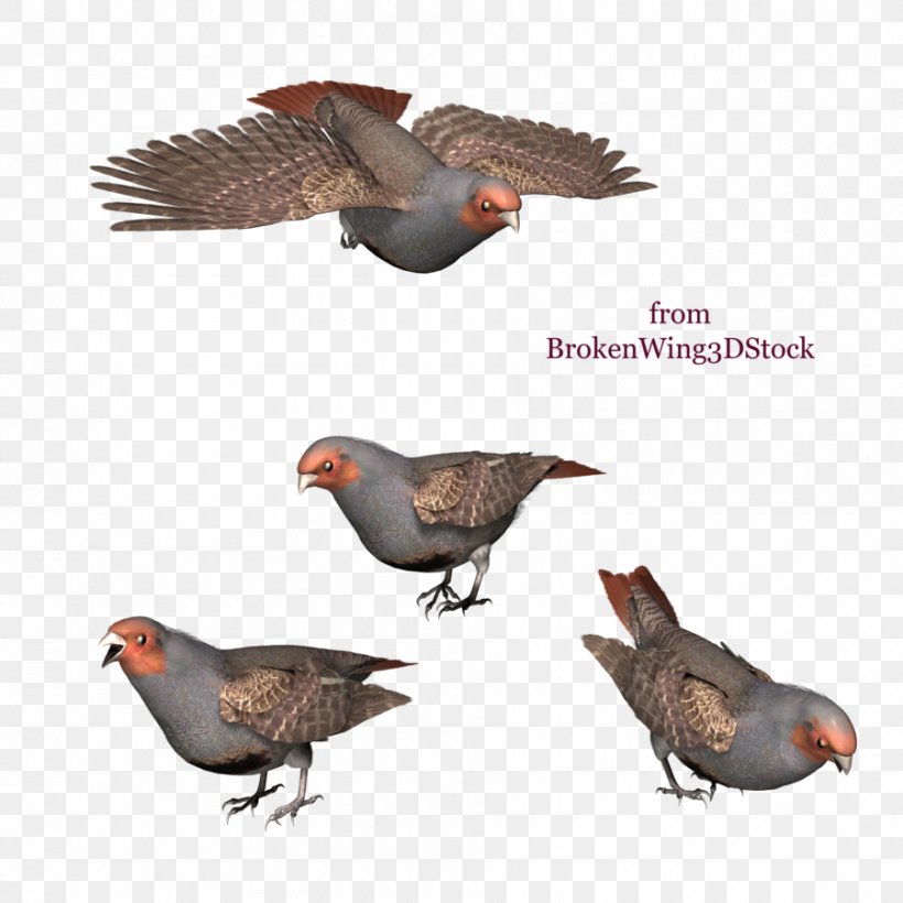 Drawing Bird DeviantArt, PNG, 900x900px, Drawing, Animal, Art, Beak, Bird Download Free